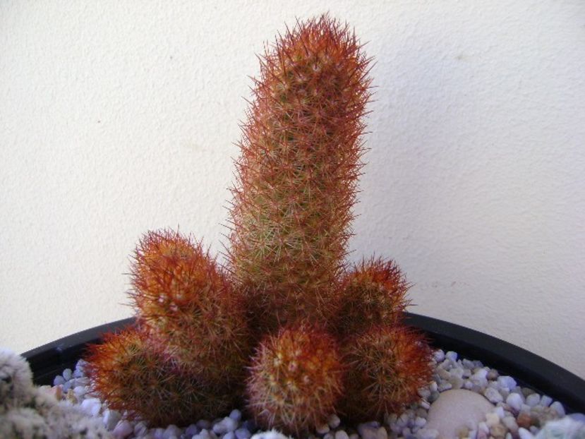 Mammillaria elongata cv. Kopper King - Cactusi 2018 bis