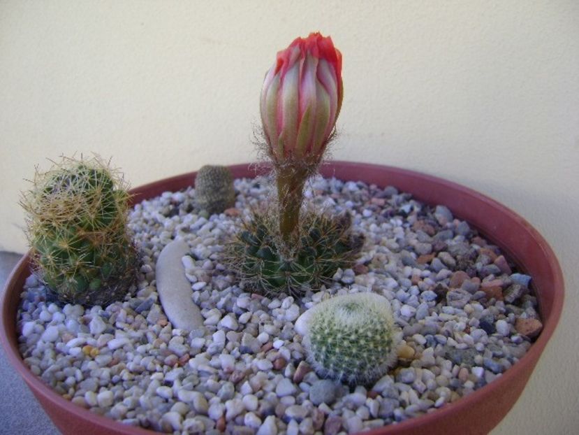 Grup de 4 cactusi - Cactusi 2018 bis