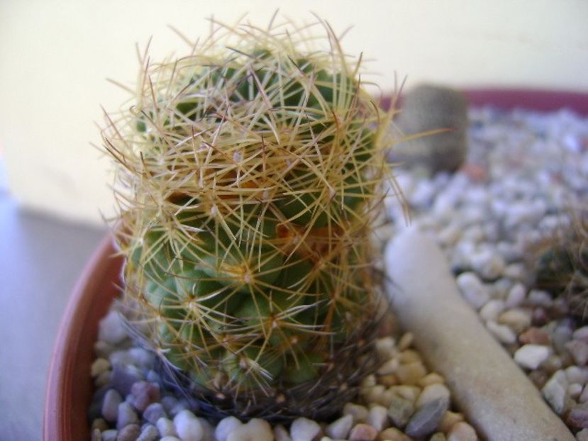 Coryphantha delaetiana - Cactusi 2018 bis