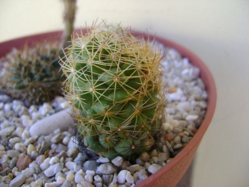 Coryphantha delaetiana - Cactusi 2018 bis