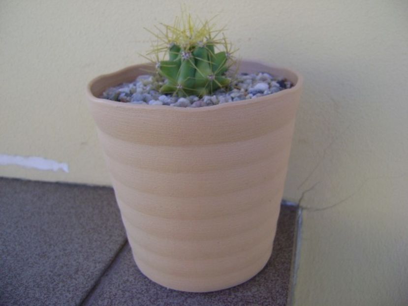Ferocactus glaucescens - Cactusi 2018 bis
