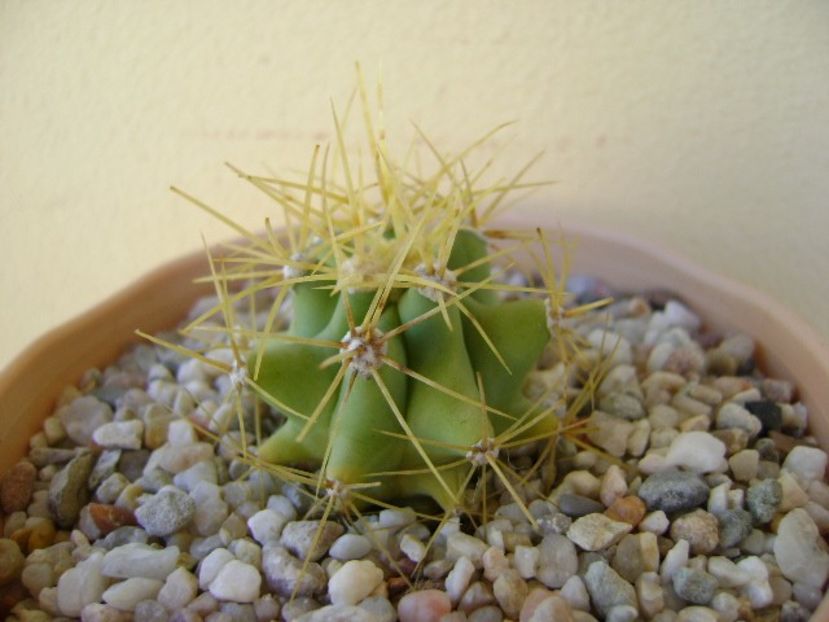 Ferocactus glaucescens - Cactusi 2018 bis