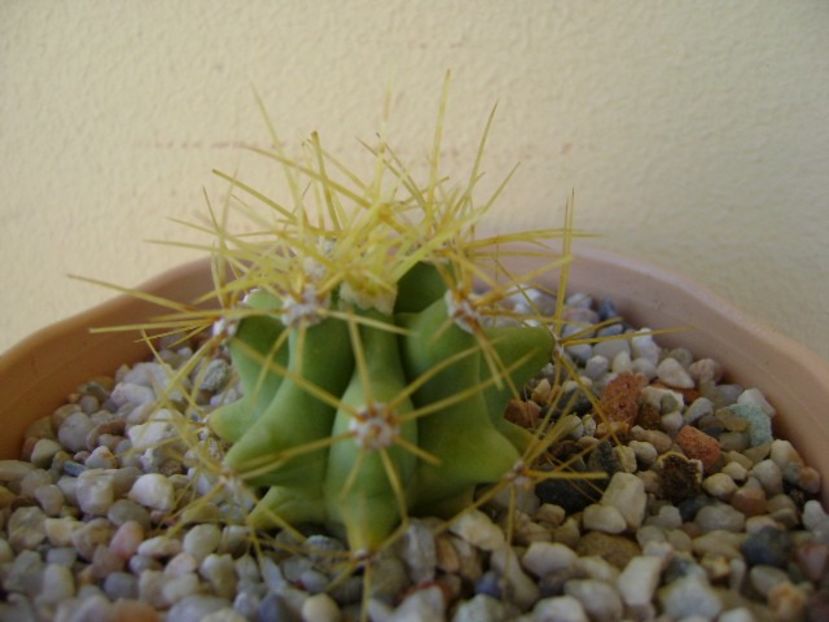 Ferocactus glaucescens - Cactusi 2018 bis