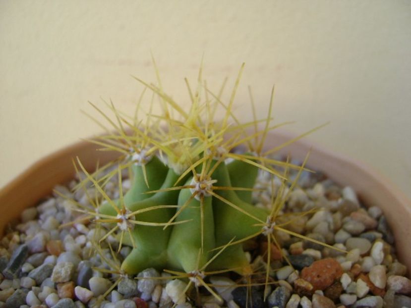 Ferocactus glaucescens - Cactusi 2018 bis