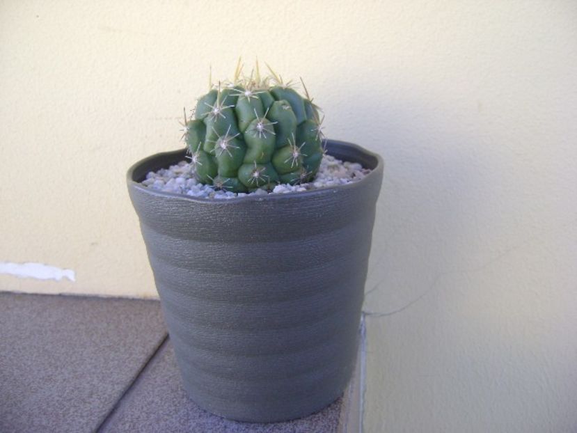 Thelocactus leucacanthus - Cactusi 2018 bis