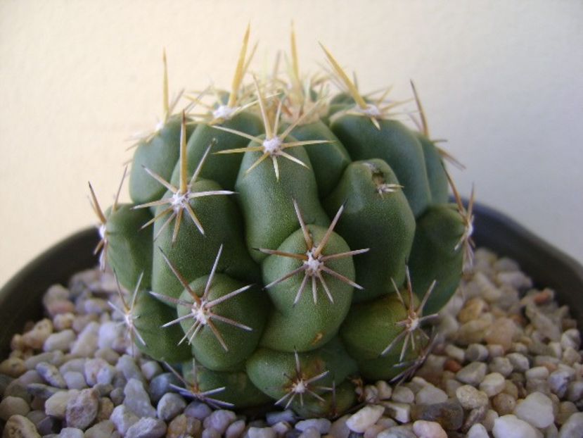 Thelocactus leucacanthus - Cactusi 2018 bis