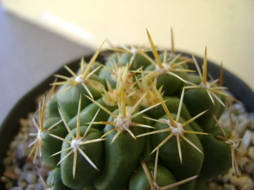 Thelocactus leucacanthus - Cactusi 2018 bis
