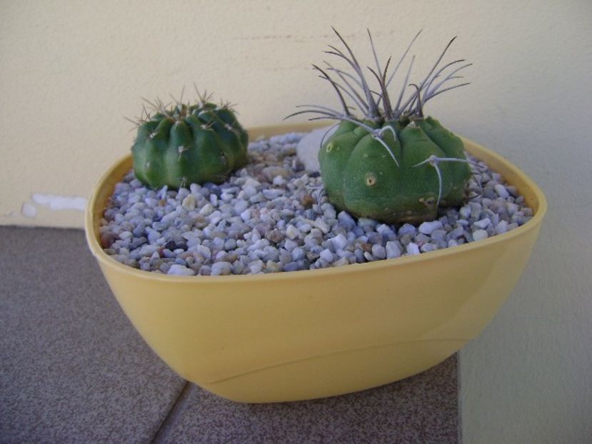 Grup de 2 Matucana - Cactusi 2018 bis