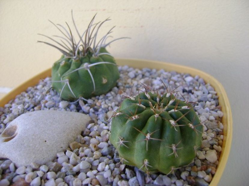 Grup de 2 Matucana - Cactusi 2018 bis