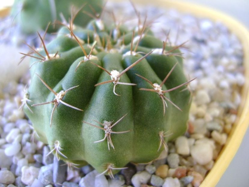 Matucana polzii - Cactusi 2018 bis