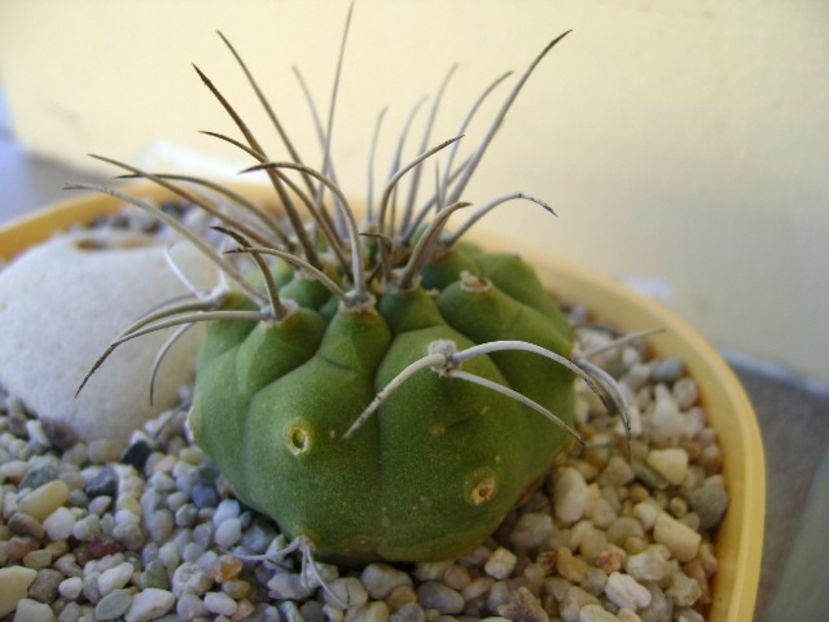 Matucana madisoniorum - Cactusi 2018 bis