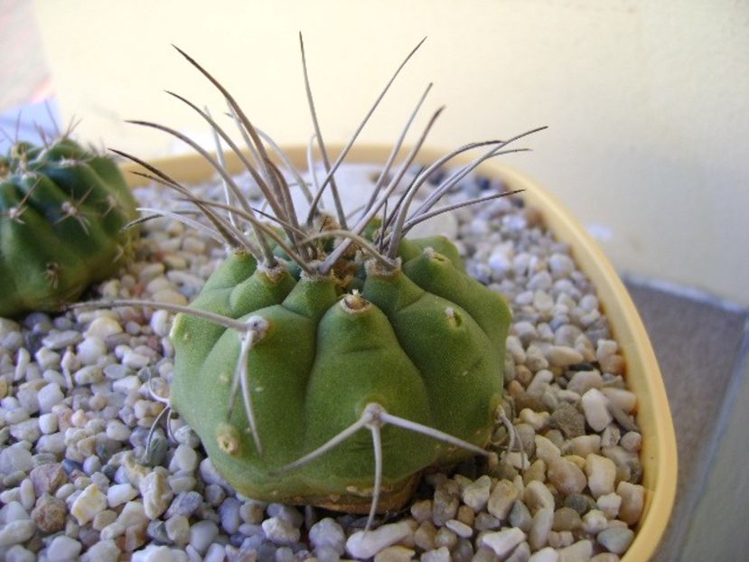 Matucana madisoniorum - Cactusi 2018 bis