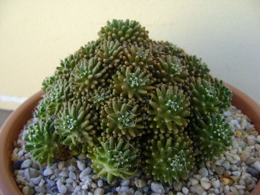 Mammillaria crinita ssp. painteri f. monstruosa - Cactusi 2018 bis