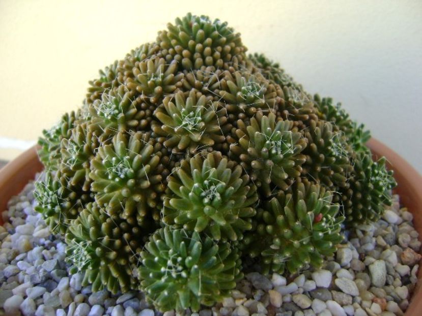 Mammillaria crinita ssp. painteri f. monstruosa - Cactusi 2018 bis
