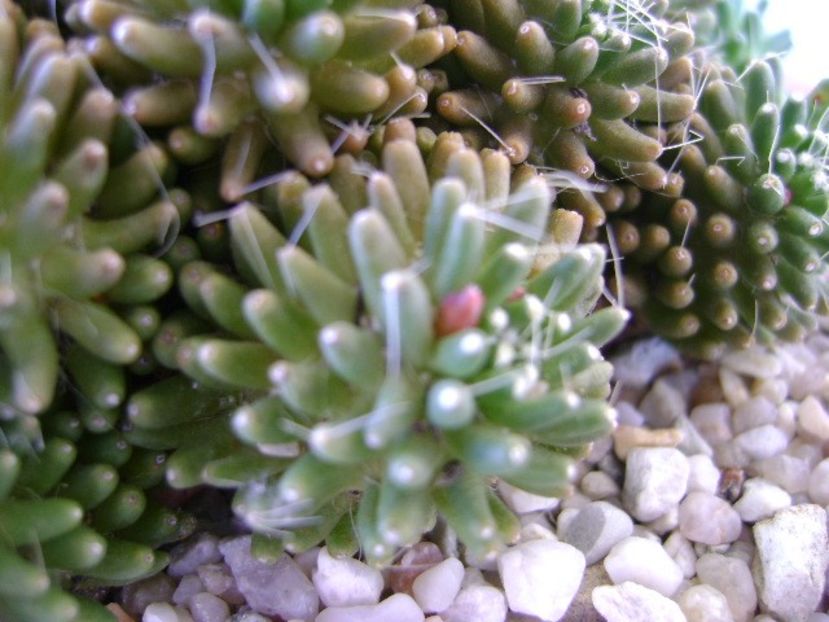 Mammillaria crinita ssp. painteri f. monstruosa - Cactusi 2018 bis