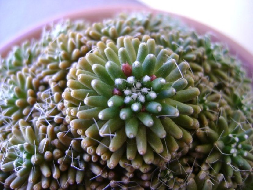 Mammillaria crinita ssp. painteri f. monstruosa - Cactusi 2018 bis