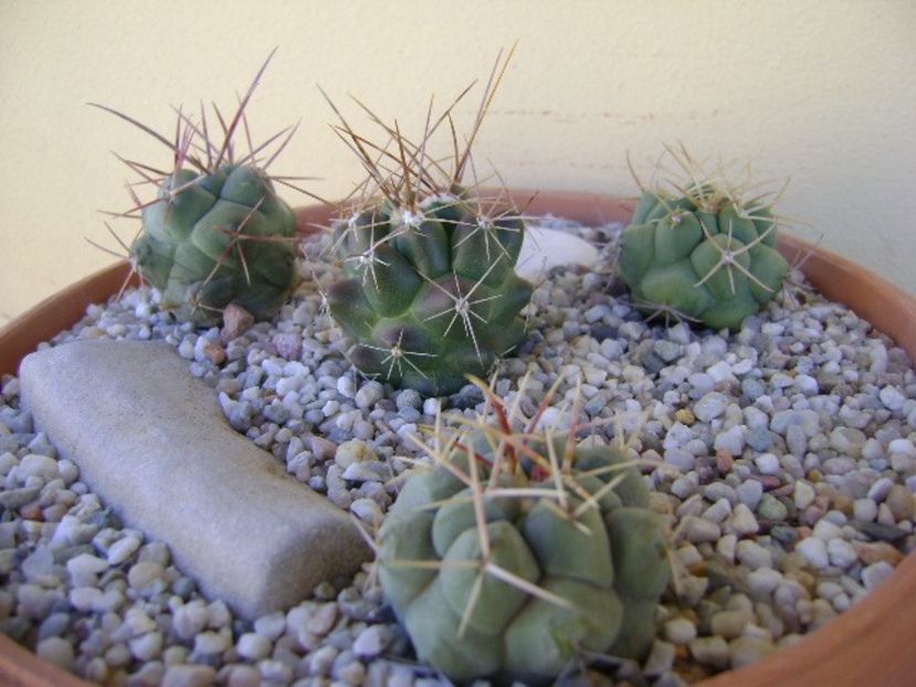 Grup de 4 Thelocactus - Cactusi 2018 bis