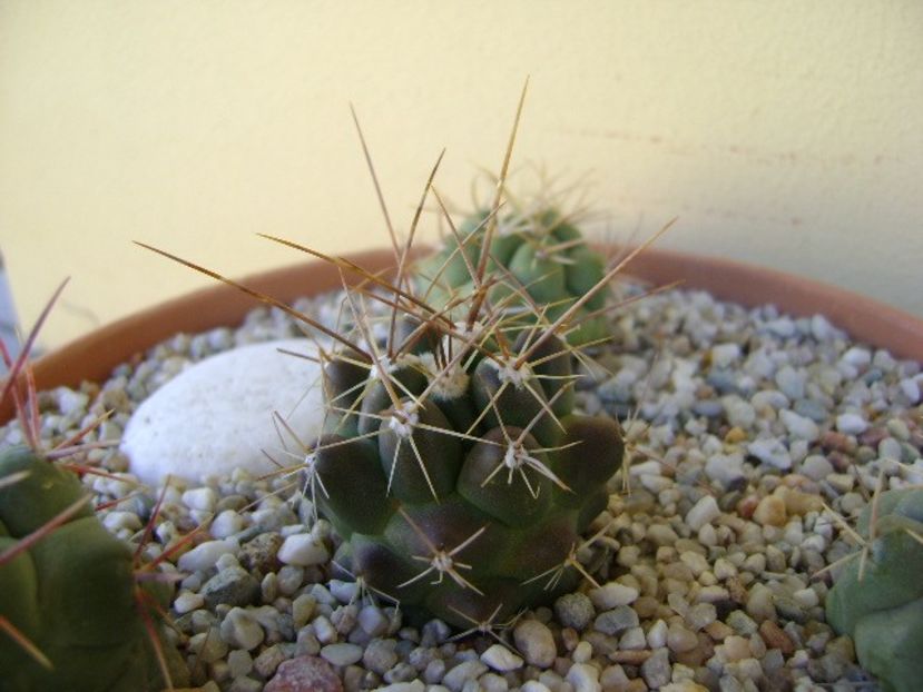 Thelocactus rinconensis - Cactusi 2018 bis