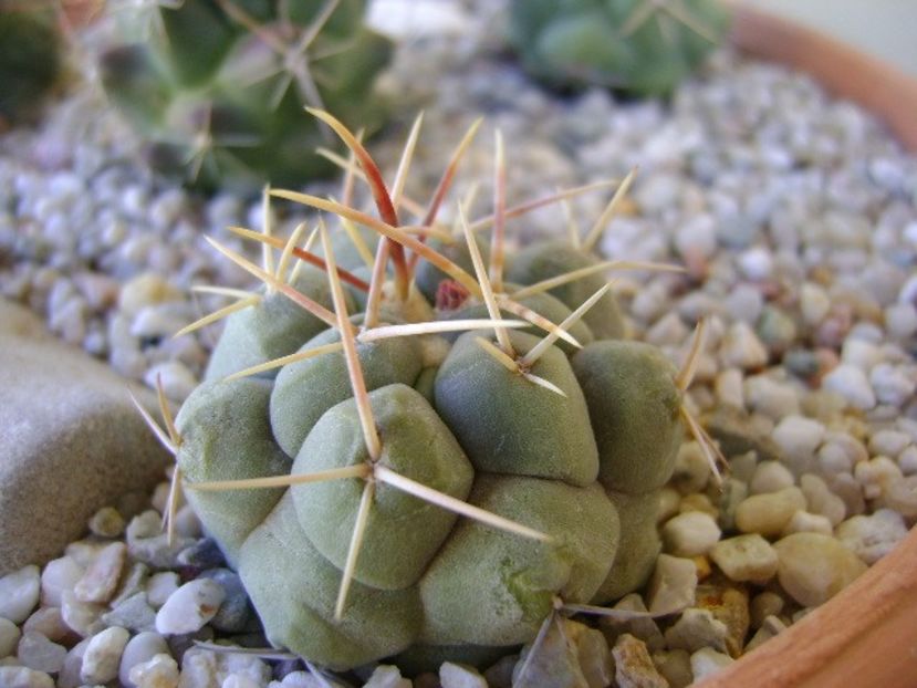 Thelocactus hexaedrophorus 1 - Cactusi 2018 bis