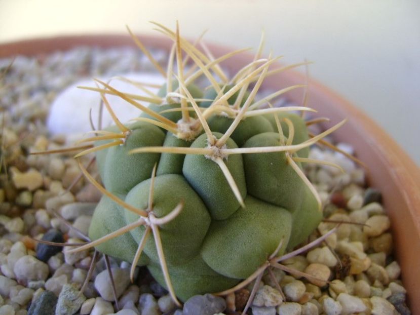Thelocactus hexaedrophorus 2 - Cactusi 2018 bis
