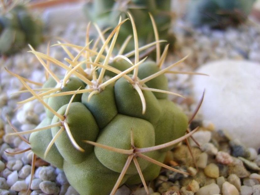 Thelocactus hexaedrophorus 2 - Cactusi 2018 bis