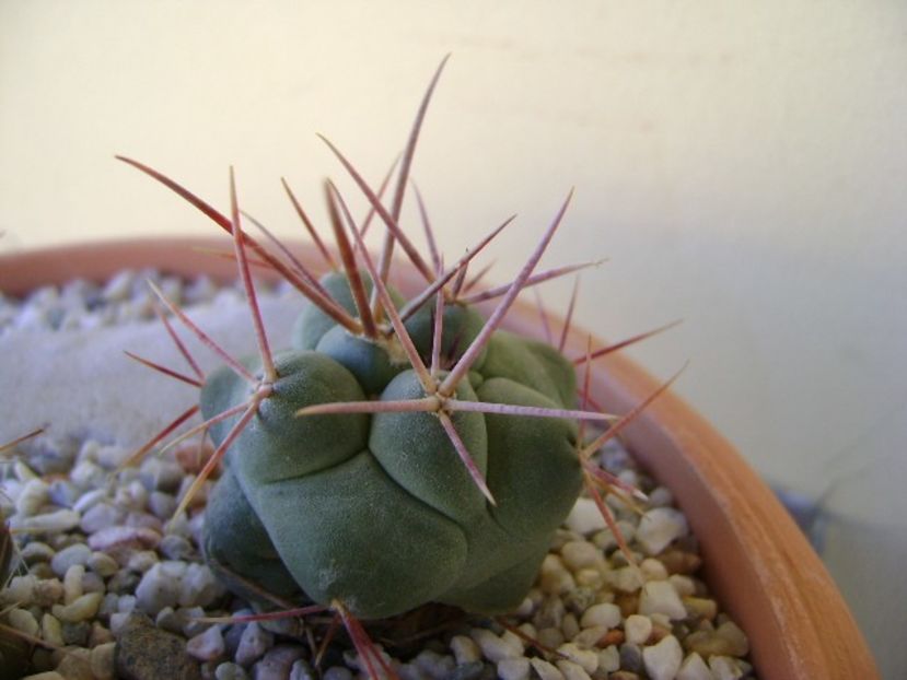 Thelocactus hexaedrophorus 3 - Cactusi 2018 bis