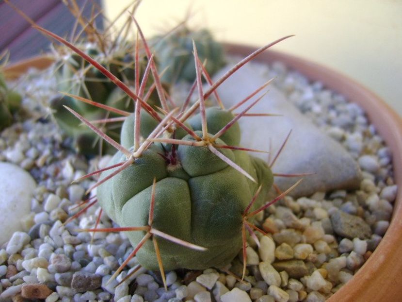 Thelocactus hexaedrophorus 3 - Cactusi 2018 bis