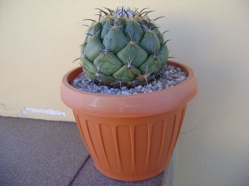 Coryphanta calipensis - Cactusi 2018 bis