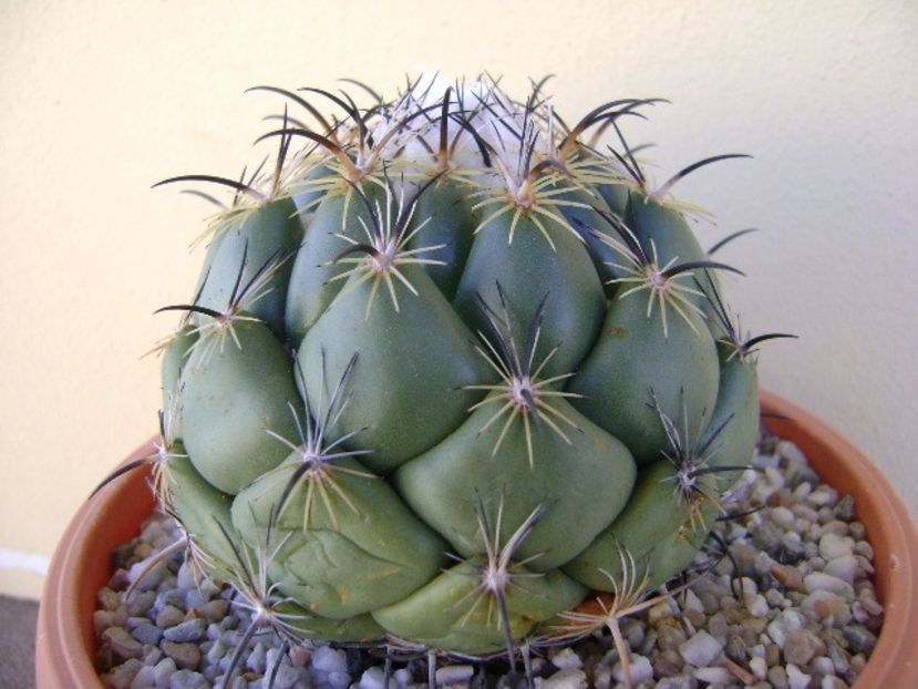 Coryphanta calipensis - Cactusi 2018 bis