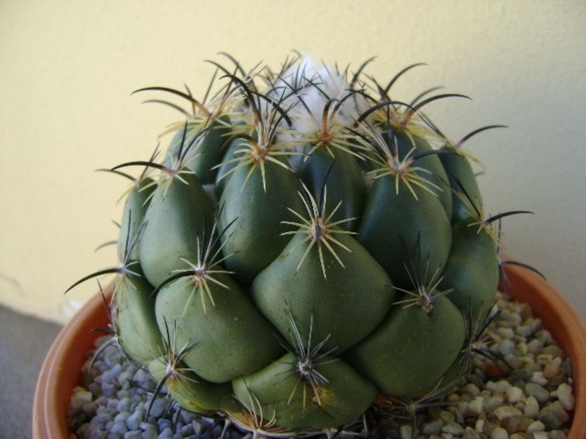Coryphanta calipensis - Cactusi 2018 bis