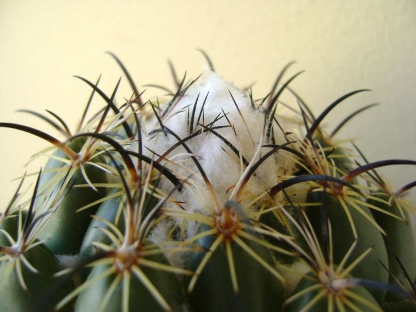 Coryphanta calipensis, detaliu - Cactusi 2018 bis