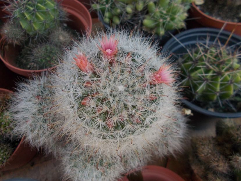  - Cactusi si suculente_2018