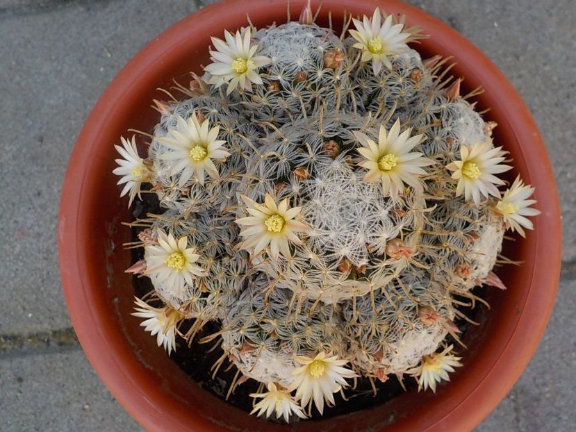  - mammillaria plumosa