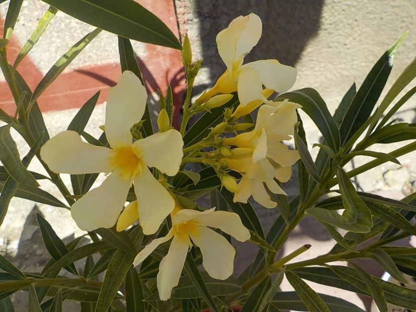  - maria gambeta nr 25