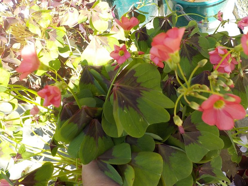  - oxalis