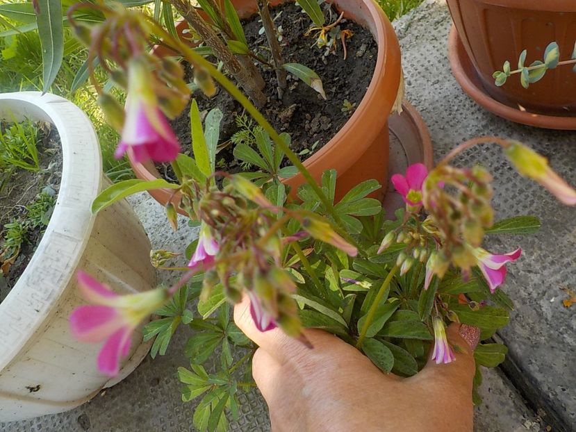  - oxalis