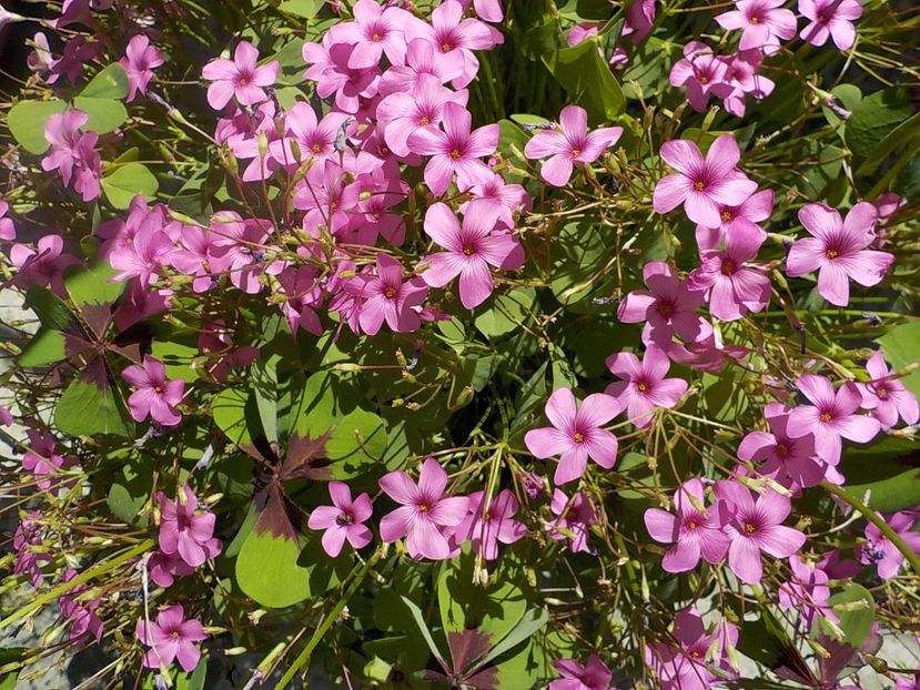  - oxalis