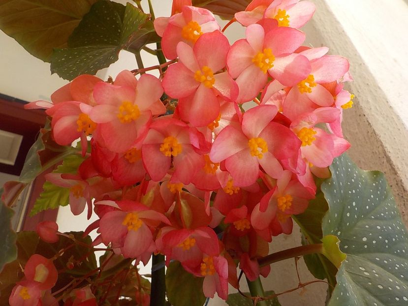  - begonia lucernae