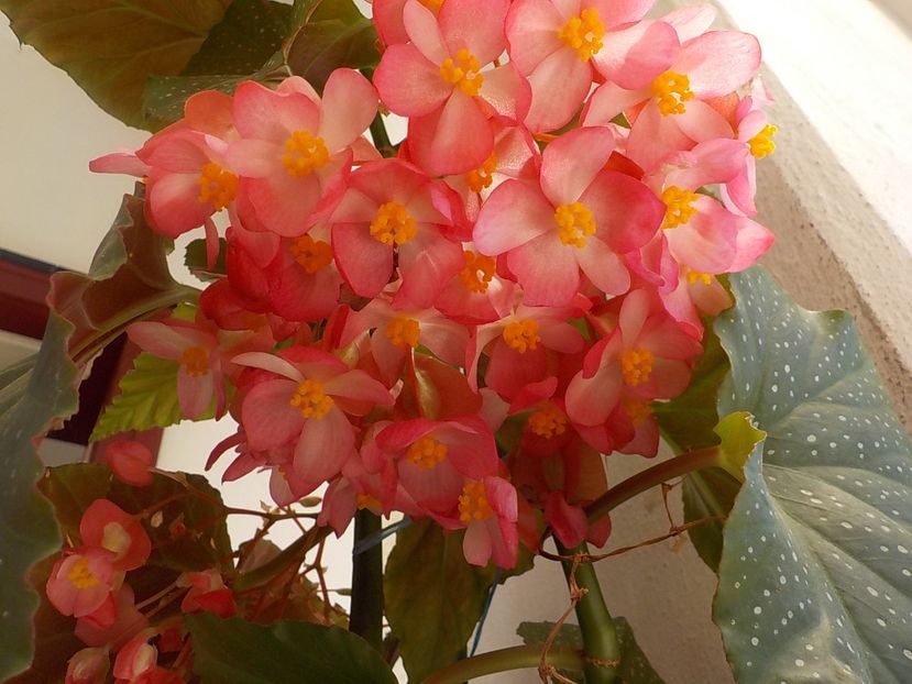  - begonia lucernae