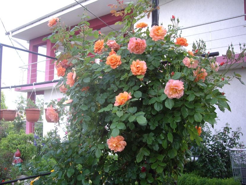 IMGP1593 - Flori si trandafiri 2018