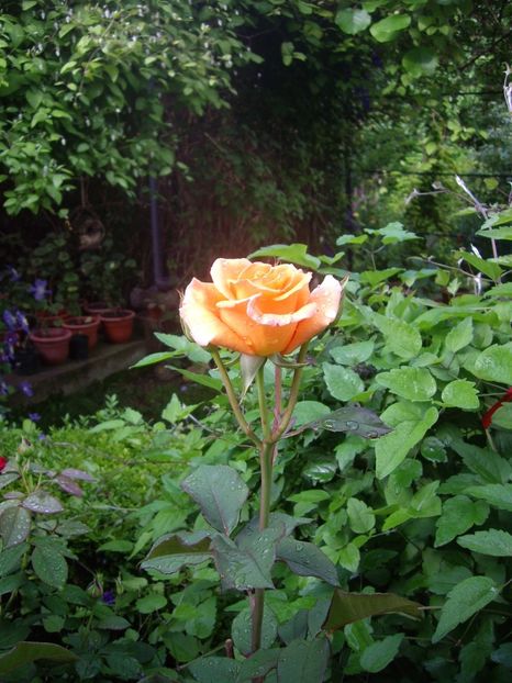 IMGP1595 - Flori si trandafiri 2018