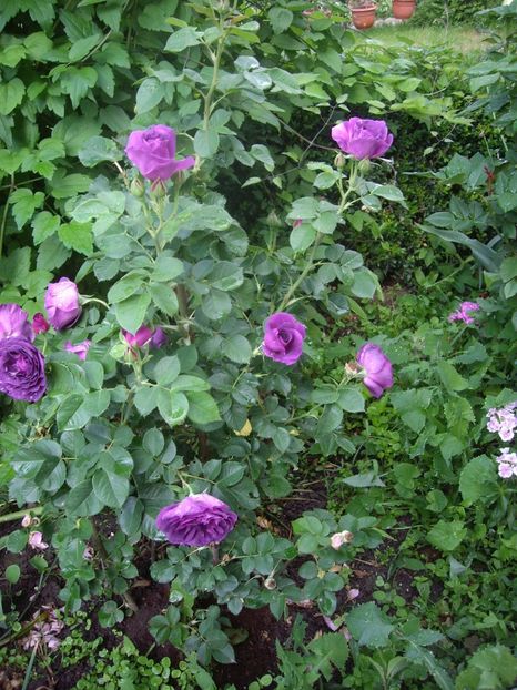 IMGP1597 - Flori si trandafiri 2018