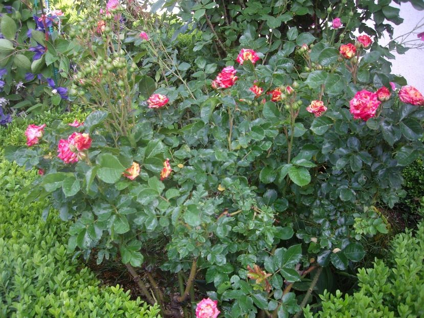 IMGP1599 - Flori si trandafiri 2018