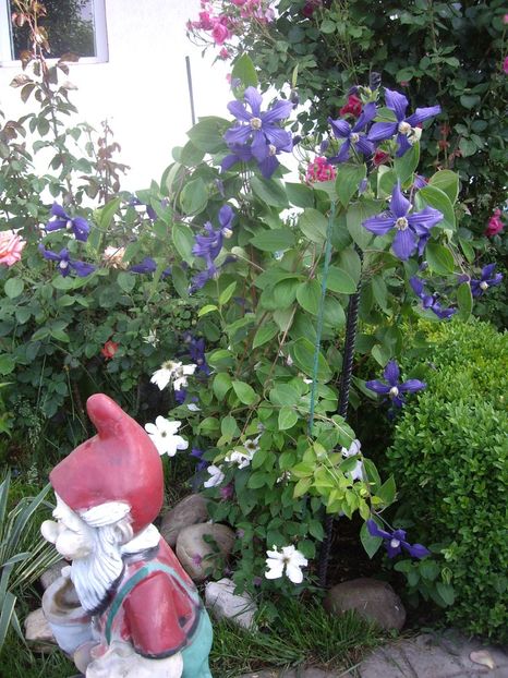 IMGP1600 - Flori si trandafiri 2018