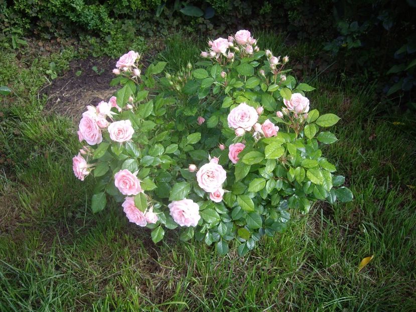 IMGP1601 - Flori si trandafiri 2018