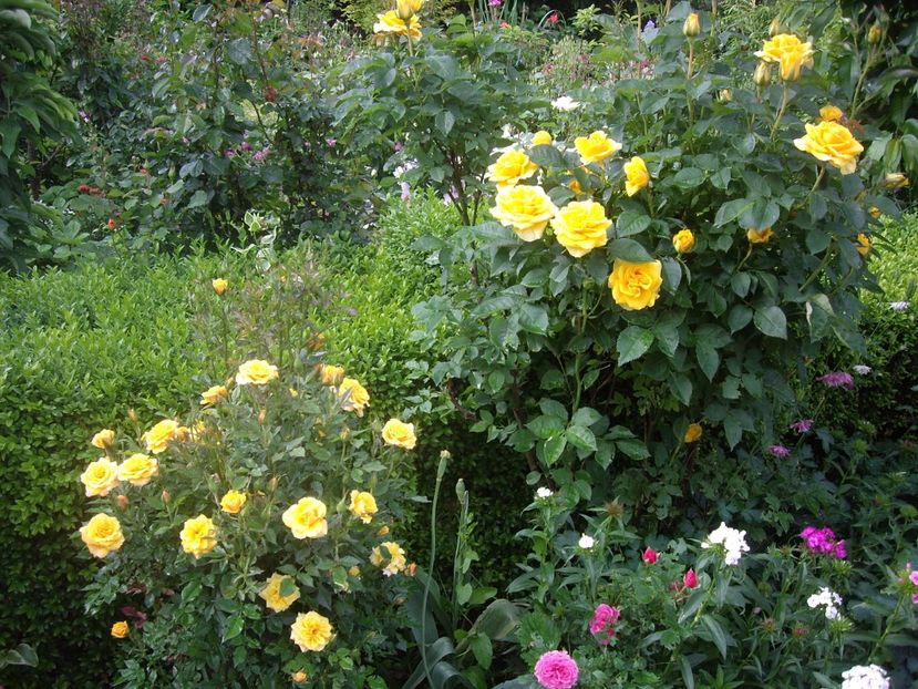 IMGP1602 - Flori si trandafiri 2018