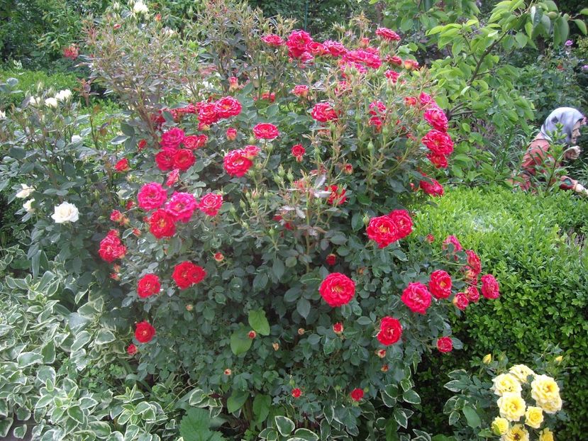 IMGP1603 - Flori si trandafiri 2018