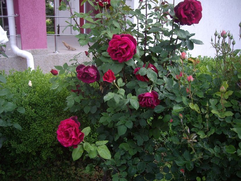 IMGP1604 - Flori si trandafiri 2018