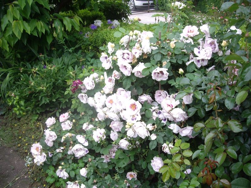 IMGP1624 - Flori si trandafiri 2018