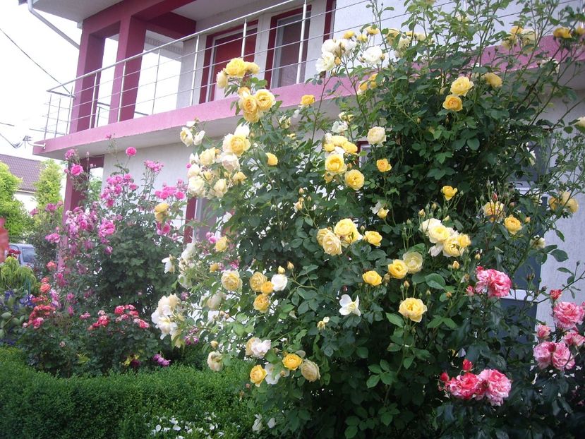 IMGP1643 - Flori si trandafiri 2018